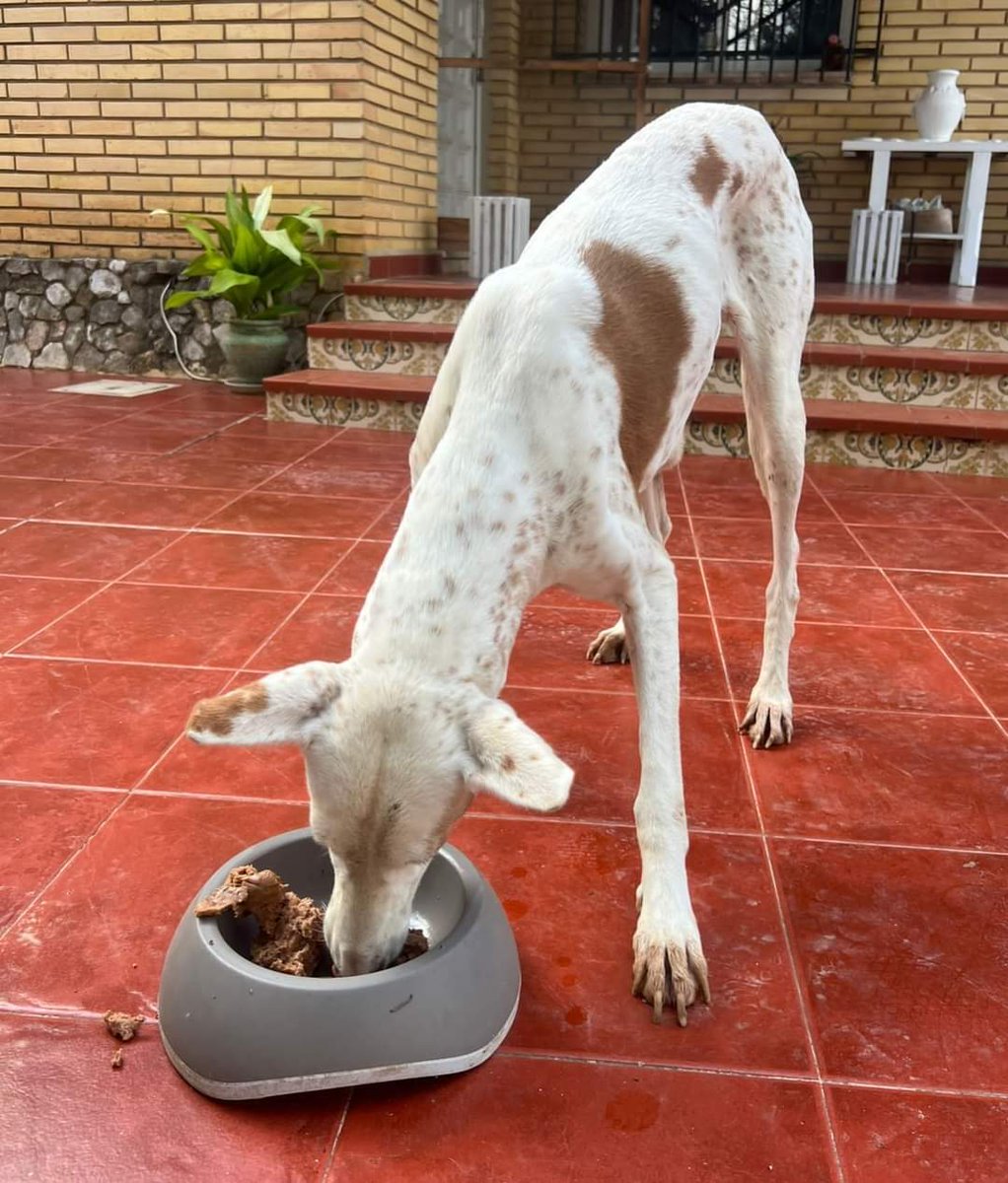 ¿ ALGUIEN LA #RECONOCE O LA #BUSCA ? 
#ENCONTRADA Y #RESCATADA EN #TORRENT, #VALENCIA, POR UN PARTICULAR ( Mil gracias Jonathan 🙏 ), EN ZONA EL CANAL.
ESTABA MUY HAMBRIENTA Y ASUSTADA.

Si es tu perrita perdida y la estás buscando contacta a través del siguiente número de...