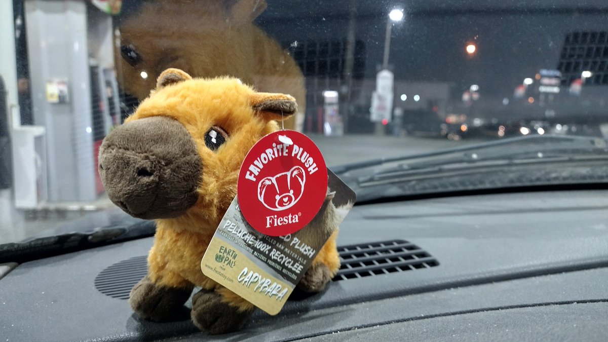 DesignSpecter's tweet photo. Just at my local speedway same 1 I stopped at every day & the employees were bsing with me. I always look for new foxes for my daughter it's her favorite animal as a stuffed animal. Then one attendant pulls this out and goes oh look it's a capybara... SOLD. #Crew96 #CapyCrew https://t.co/shbs6pg0eB