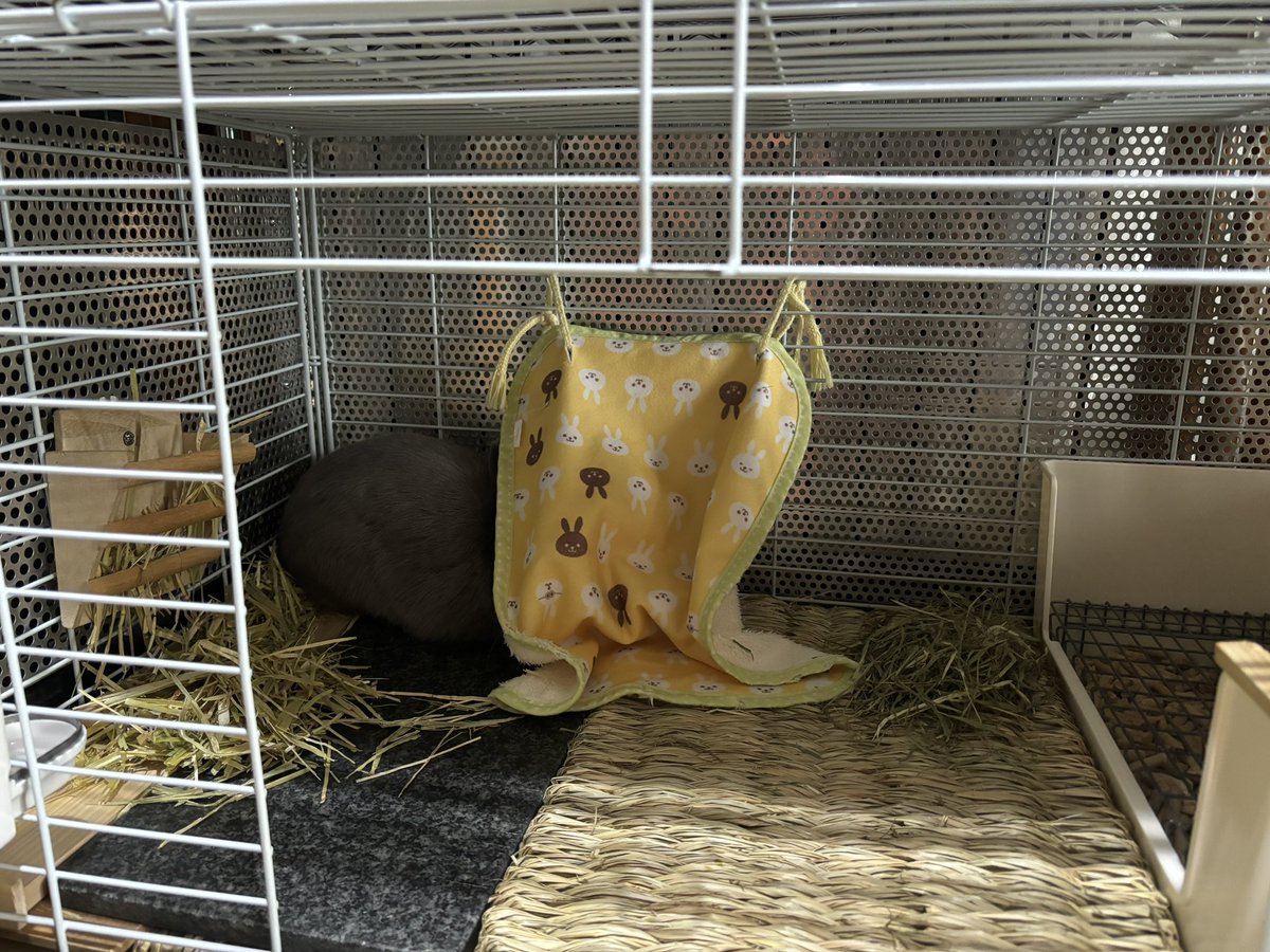 klyso's tweet photo. 今朝は早々にケージに引きこもって日光浴断固拒否の姿勢😅 https://t.co/20qQ0ys258