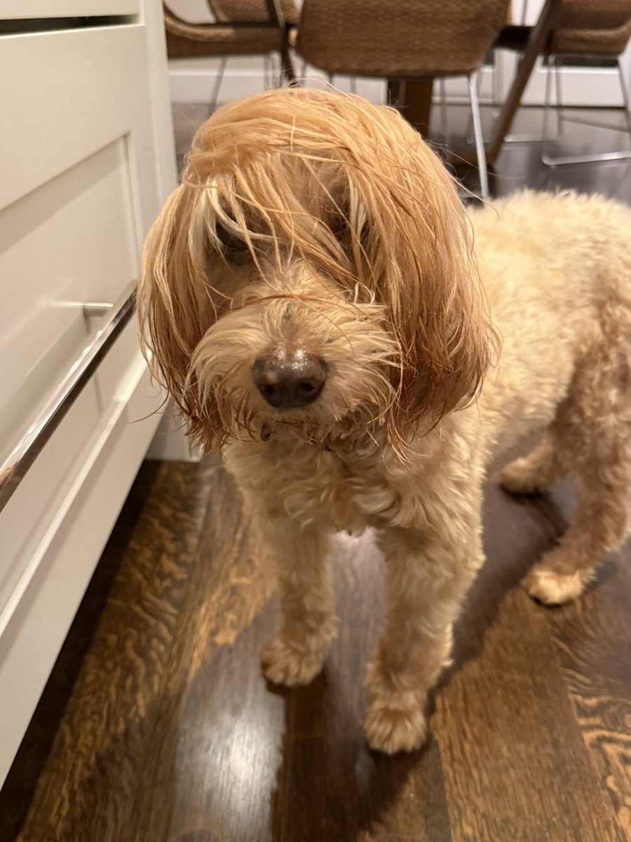 dba's tweet image. Devasted. Beni Jackpot Aronoff 9/1/09-11/04/24