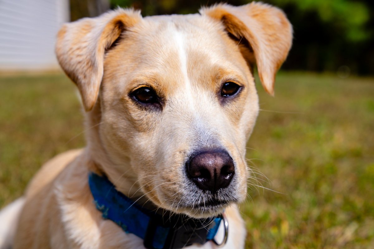 Wes_Jenkins1's tweet image. This timeline needs some positivity😰…. So here are some photos of my dog ❤️🐕