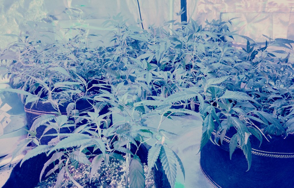 WorldJlos's tweet photo. Time to feed the ladies https://t.co/SQKEXyX5Gh