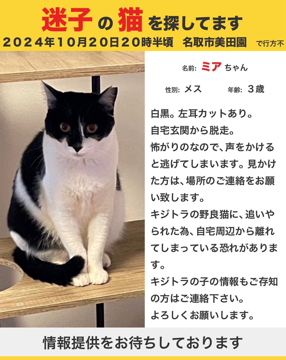 KsYhpQyRT44s7tN's tweet photo. 猫を探しています‼︎

10月末にはミアちゃん、
自宅まで戻って来ていて
保護できると思っておりましたが
その後の目撃情報がありません😭
カメラにはキジトラに追いかけられたような動きがあったとの事です。
脱走から16日目

#迷子猫　#拡散希望   #宮城県
#名取市美田園　#白黒　#黒系猫 https://t.co/11Efhk7Mfi