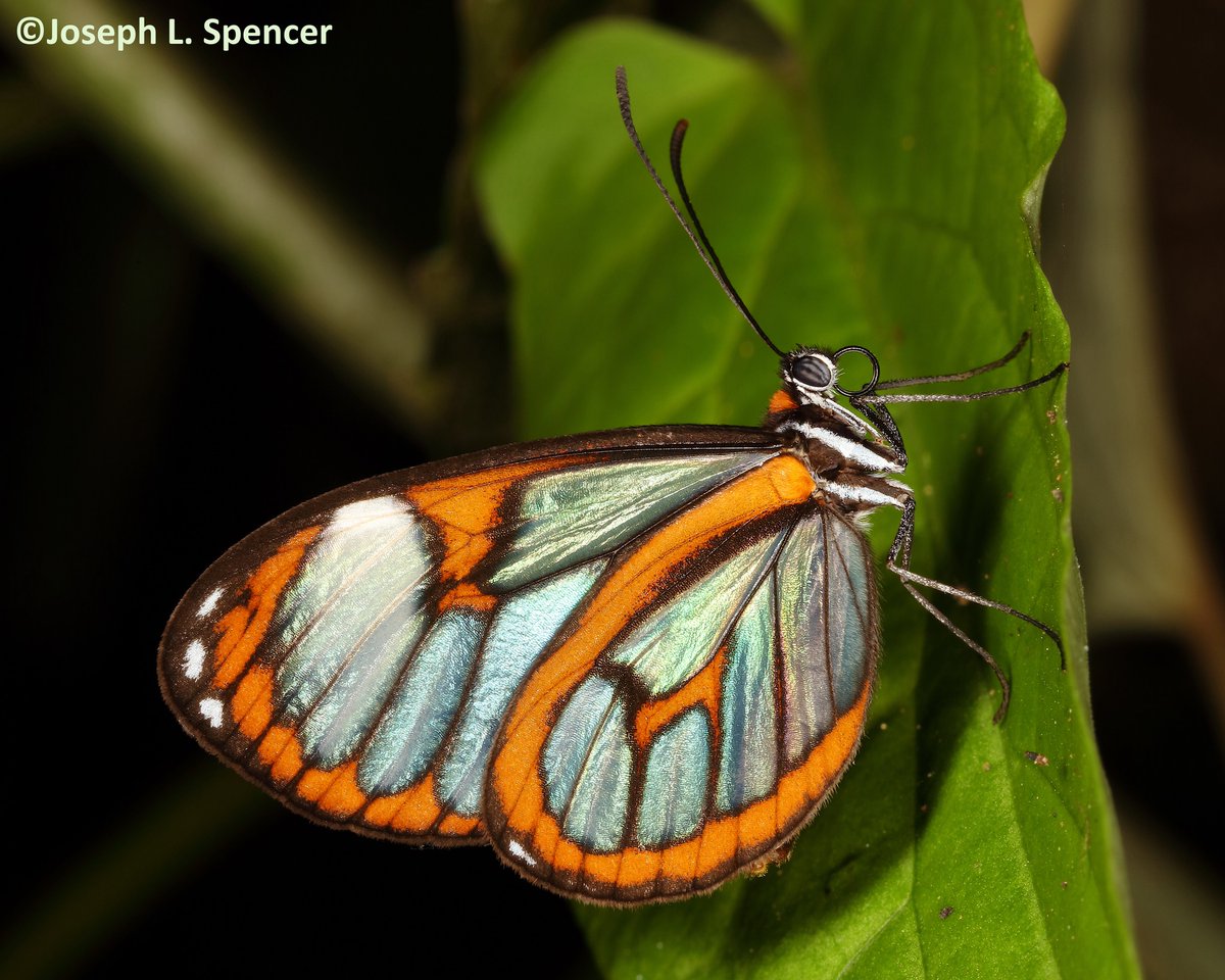 talkingrootworm's tweet photo. #Clearwing #butterflies were among the #insect stars of Ecuador’s #TandayapaBirdLodge. They’re graceful, delicate creatures that flutter thru the undergrowth from mid-morning to mid-afternoon. Finding a lovely perched individual was a thrill & photo opportunity. #WondersAwait! https://t.co/u6fh26txK3