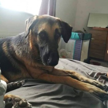 millypod1's tweet photo. ๐3 NOV 2024 #Lost TEDDY NERVOUS RESCUE #ScanMe
Black & Tan German Shepherd Dog Male
Between #WidecombeInTheMoor and #HaytorRocks #Dartmoor #TQ13
https://t.co/QDJ8AaZS0K https://t.co/ZMYRwnVgIa