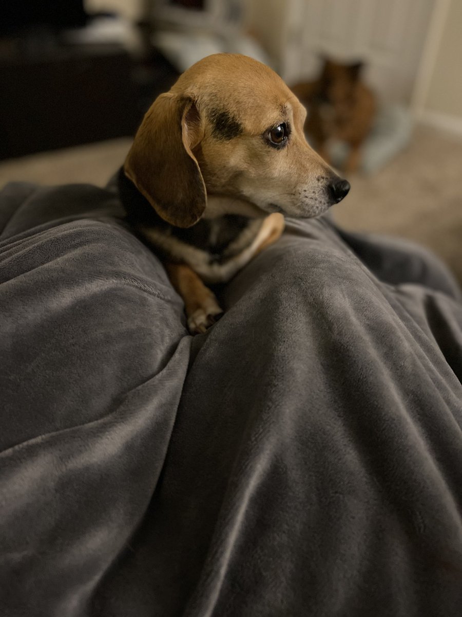 Dr. Allison Smith tweet media