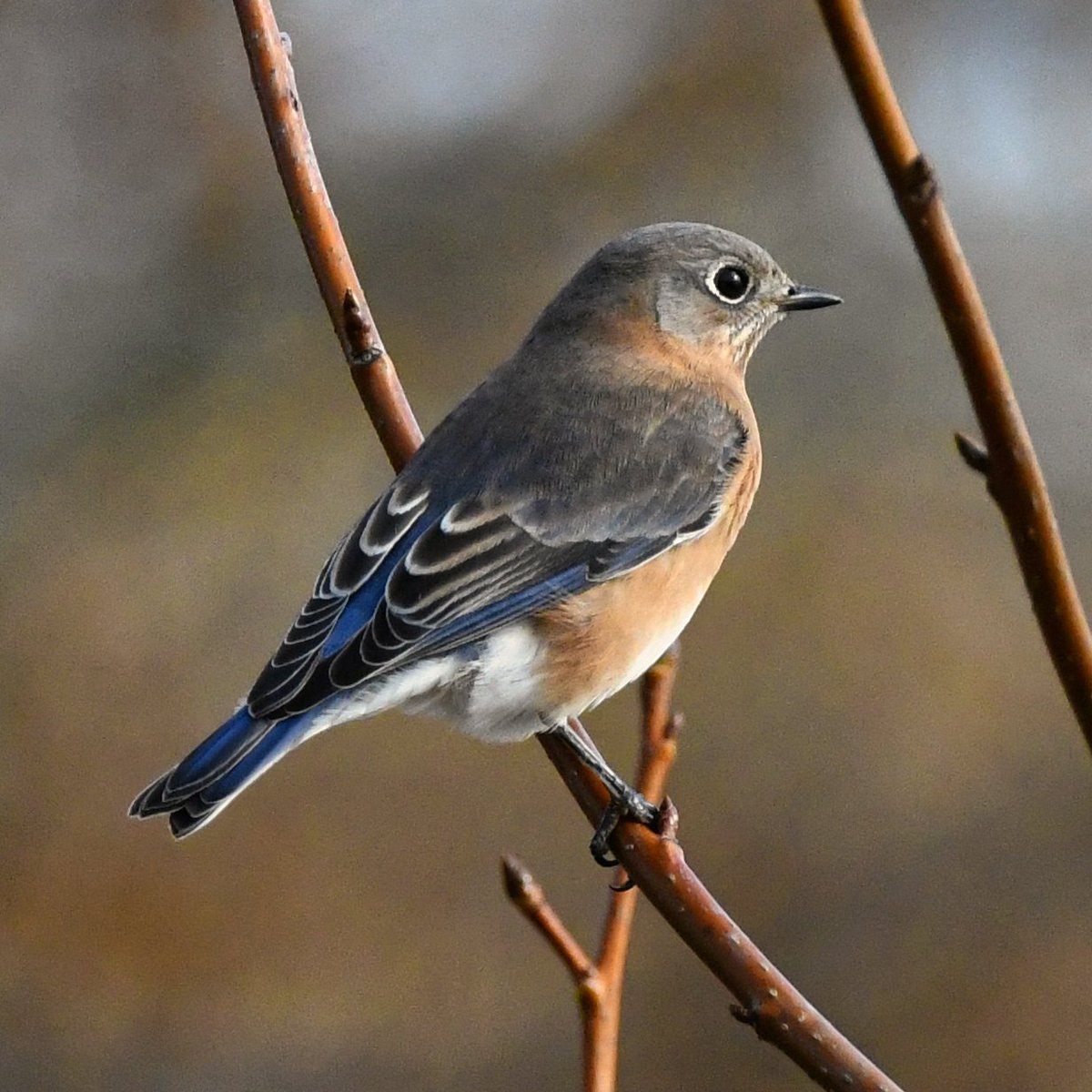 Eastern Bluebird on a brief migration stopover at Marine Park &amp; Avenue U in Brooklyn earlier today.