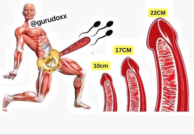 Descubre los 12 pasos para conseguir erecciones más duras y grandes 

- HILO -
