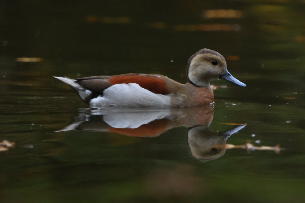 CoLEppingForest's tweet photo. Here's a ringed teal, blending in nicely with the autumn colours at #ConnaughtWater in #EppingForest.  

This is a popular ornamental bird, native to South America.   Our thanks to volunteer photographer, Robin Pettit, for sharing this fabulous photograph! 
#WeLoveVolunteers https://t.co/zAGjpO185b