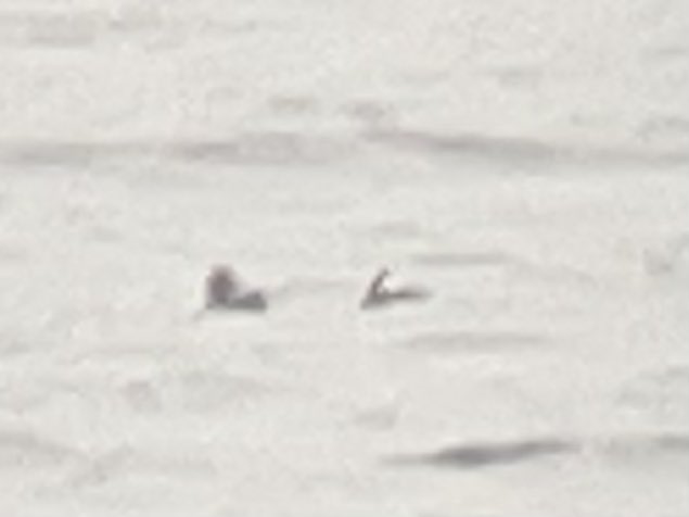Mark Eaton (@mark_a_eaton) on Twitter photo Two of the three Surf Scoters in Druridge Bay this afternoon. Views better than this might suggest 😂 <a href="/NTBirdClub/">Northumberland & Tyneside Bird Club</a> Two of the three Surf Scoters in Druridge Bay this afternoon. Views better than this might suggest 😂 <a href="/NTBirdClub/">Northumberland & Tyneside Bird Club</a>