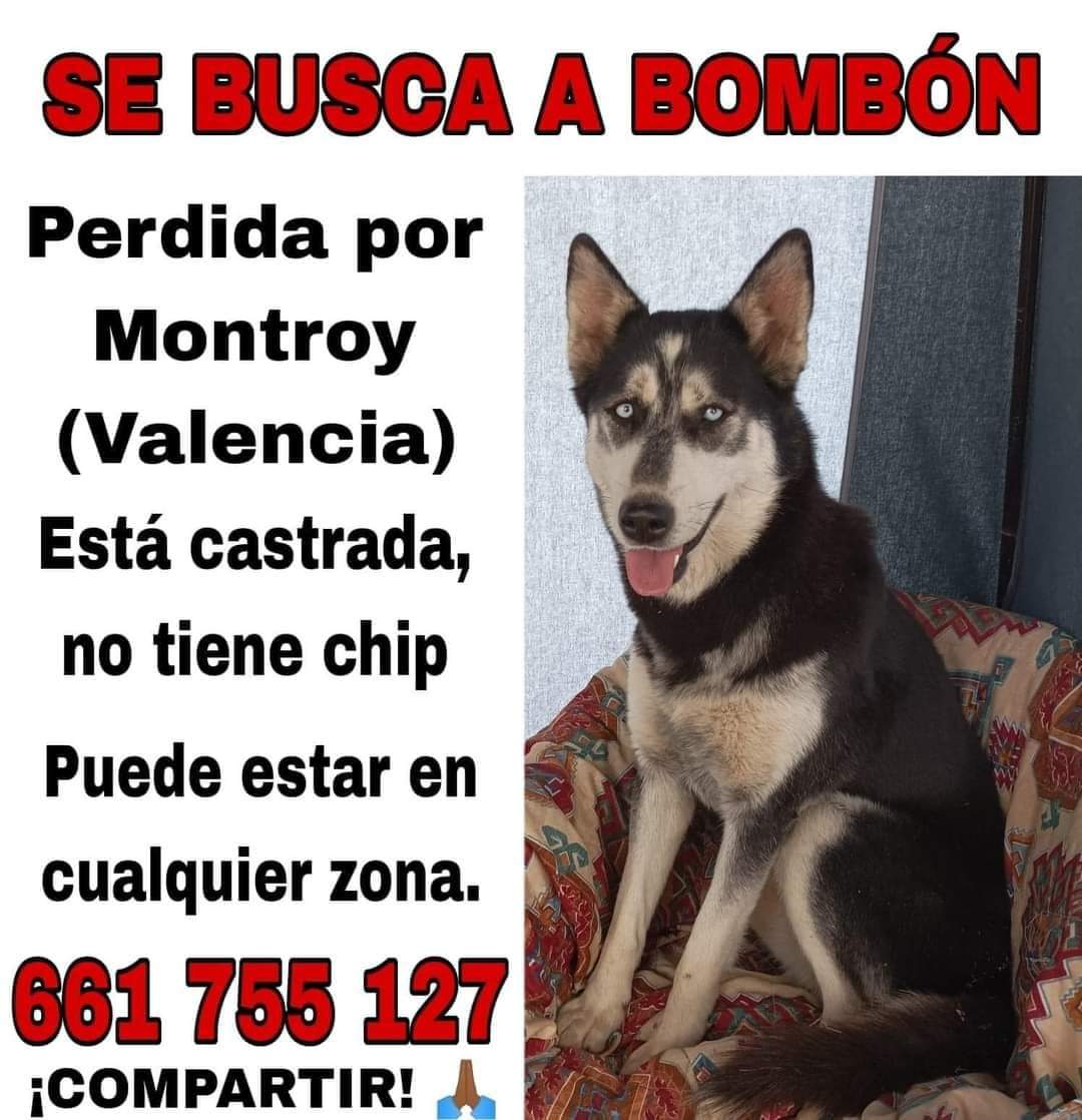 SilviaMylo's tweet photo. #SE_BUSCA. #PERDIDA/#EXTRAVIADA/#DESAPARECIDA EN #MONTROY, #VALENCIA.
HEMBRA CON CHIP.
PUEDE ENCONTRARSE EN CUALQUIER LUGAR.

Si tienes cualquier información acerca de su paradero contacta con el siguiente número de teléfono:
☎️ 661 755 127

Por favor comparte. Gracias.

Copiamos y pegamos del texto procedente de la imagen adjunta:

SE BUSCA A BOMBÓN

Perdida por Montroy (Valencia) Está castrada, no tiene chip Puede estar en cualquier zona.

661 755 127 ¡COMPARTIR!

#dana #danavalencia #inundaciones
