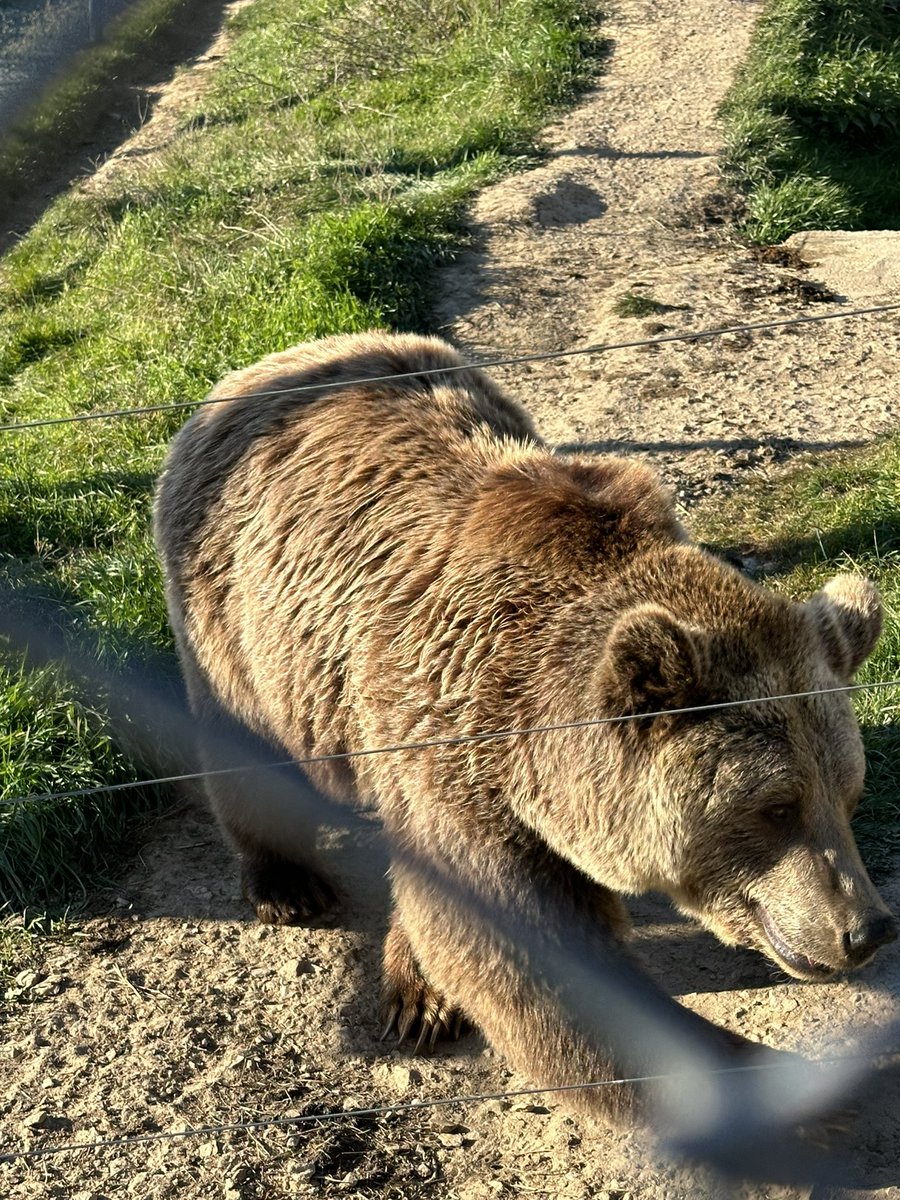 @kosovo_bears what an amazing job you all do looking after the bears! Keep up the good work! #bearsanctuary. #mustdo #holidaytrip #Prishtina