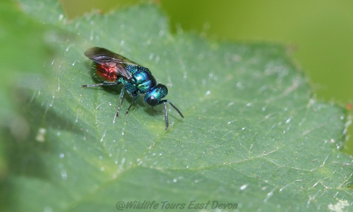 Geckoo76's tweet photo. The jewel of the wasps, the Ruby-tailed/Cuckoo wasps , Chrysididae sp. .The majority of chrysidids are parasitoids of wasps and bees.The females lay an egg in the host cell,the larva kills the egg or the young host larva + only after this set to feeding on the stored provisions. https://t.co/p4yTocspYX