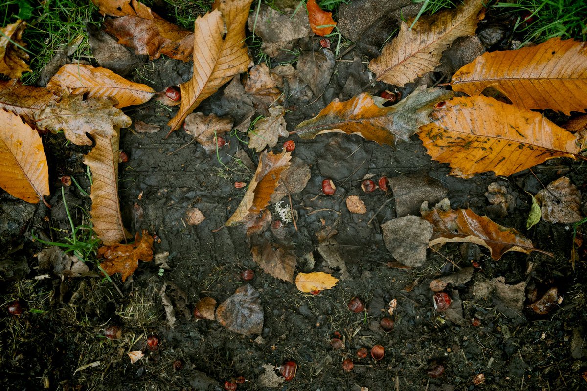 erwanhesry's tweet photo. @moment Walk in forest this week-end https://t.co/5UmaElroVi