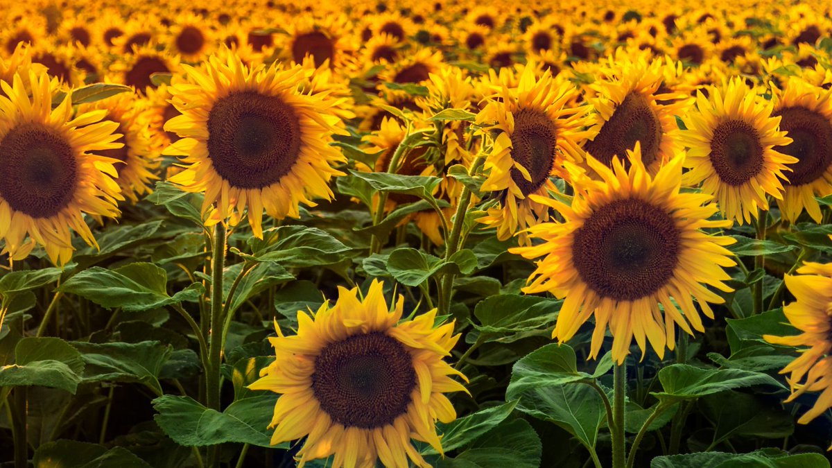 Seed St. Louis tweet media