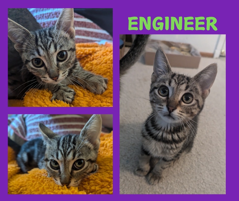 IBRescue's tweet photo. Engineer
Weekday Adoption by Appointment
Female
12 weeks
Gets along with: People/cats/gentle dogs
Eating: Purina One Kitten & Fancy Feast Wet Kitten Food
Siblings: Sweet Potato,Painter, Kale, Techy,Electrician
https://t.co/6RSHPXrhVM
#adoptdontshop #kittenadoptions #rosevilleca https://t.co/o8H0y9FUc7