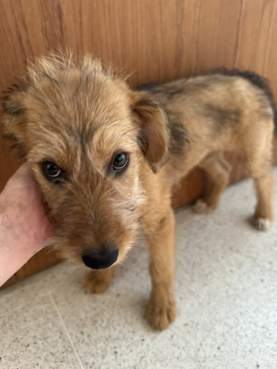 lagarzasosa_'s tweet image. Viajo en el traslado hoy, la iba a adoptar una señora que SE ARREPINTIÓ cuando la perra estaba por llegar a la casa 
Necesito tránsito urgente! No tengo donde dejarla 
Tiene 40 días se llama Molly 
Por favor necesito ayuda