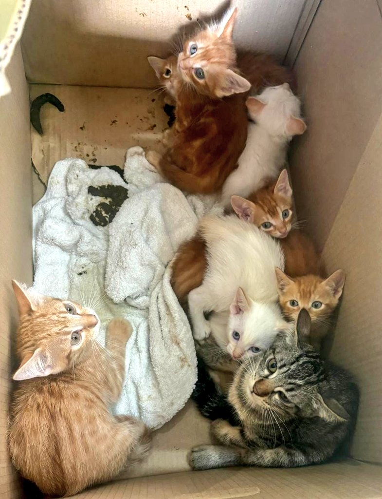 Estos peques han sido abandonados en una caja, necesitamos casas de acogida o mejor, adopción responsable. 
Por favor, comparte para que llegue a más gente. Tenemos que encontrarles un hogar 🙏🏻
Carmona, Sevilla.