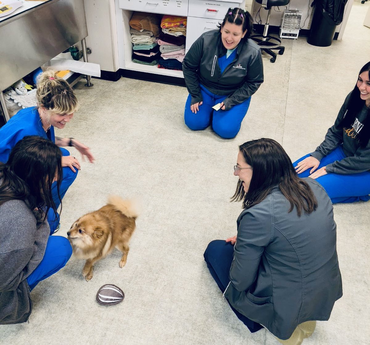MedDistVetIL's tweet photo. Lilo Conwell, an eight-month-old pomeranian, visited #MedicalDistrictVetClinic for a vaccine appointment! Did you know that pomeranians actually used to pull sleds and herd reindeer before being bred into the small dogs we know today?  💪 https://t.co/yiqsRnmNoC