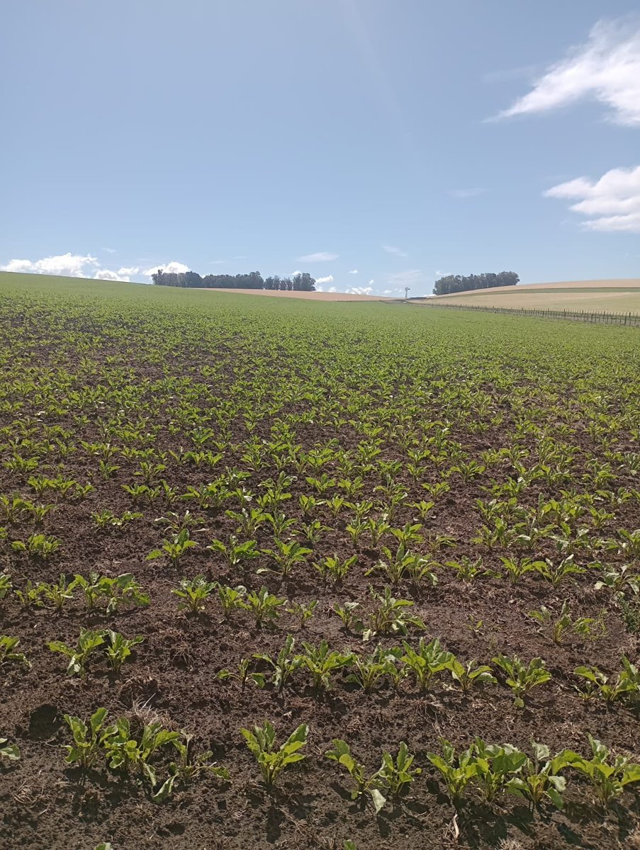 La remolacha forrajera ligó dos lluvias, 35 mm el sábado y 35 mm hoy. Se está poniendo muy linda.
