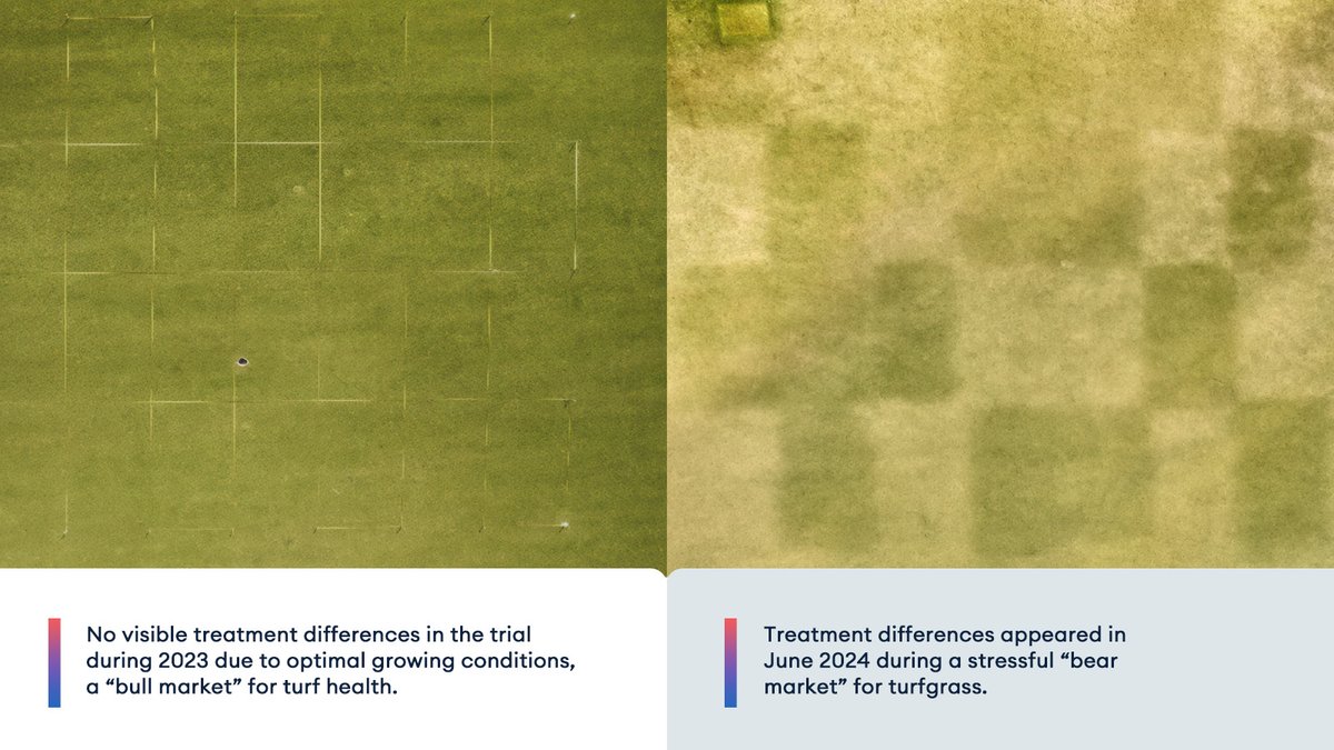 In a study at Pinehurst No. 2, we saw the long-term benefits of using Resilia™ root health solution. From April to July 2023 we applied Resilia or Indemnify® nematicide on select plots. A year later, you can see how it benefited the turf’s long-term health.