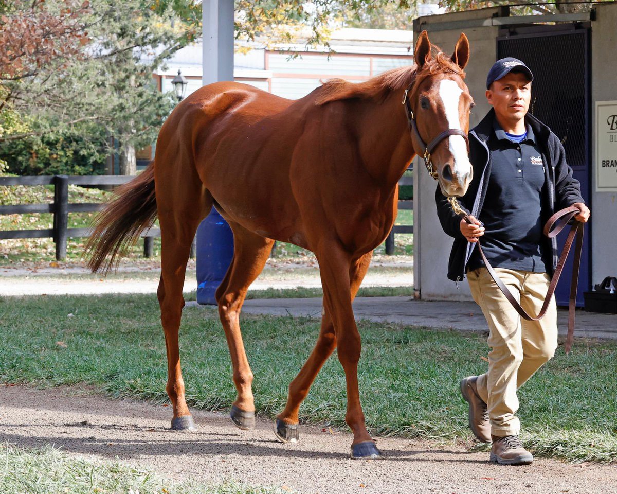 Head Racing (@headracing1) on Twitter photo La merveilleuse RAMATUELLE #Justify sera dans quelques heures sur le ring de <a href="/FasigTiptonCo/">Fasig-Tipton</a>
Elle a affolé nos cœurs 💕 et nous espérons qu’elle affolera le compteur des enchères. La merveilleuse RAMATUELLE #Justify sera dans quelques heures sur le ring de <a href="/FasigTiptonCo/">Fasig-Tipton</a>
Elle a affolé nos cœurs 💕 et nous espérons qu’elle affolera le compteur des enchères.
