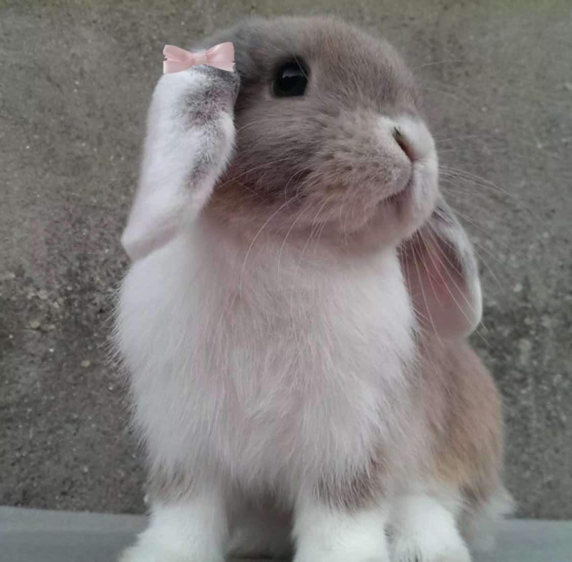 bunnieswbows's tweet image. me!!!!!!!!!!!!!