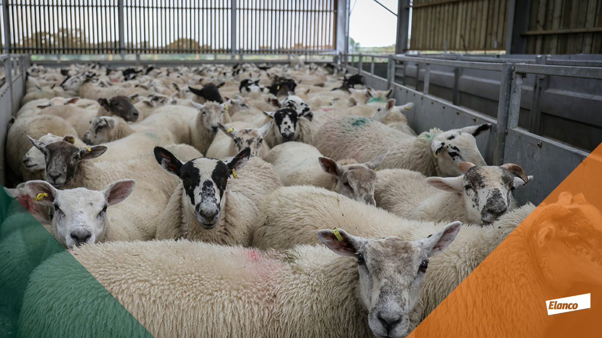 If the wet, warm weather continues, continue to monitor worm burdens through autumn and winter. Regular weighing and FEC sampling help with worm control and keeping your flock healthy. For tips on collecting a good faecal sample, watch the video 👉 bit.ly/4bSihah