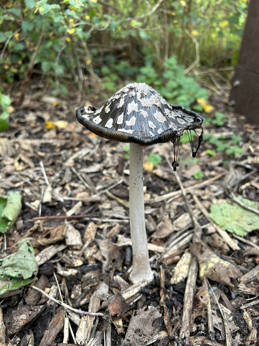 Magpie ink cap - dripping ink snot <a href="/btnhovewildlife/">B & H Wildlife Forum</a>