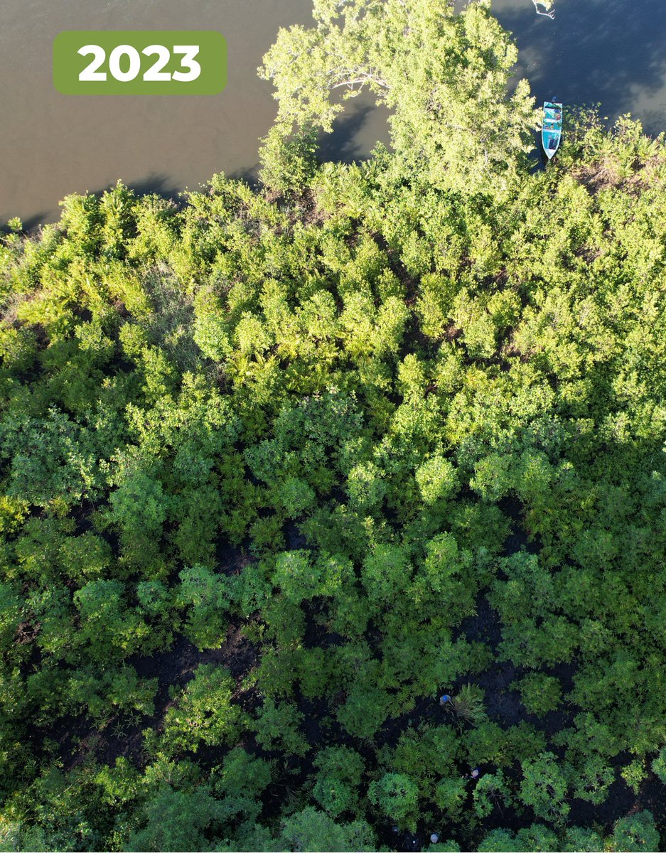 Osa Conservation tweet media