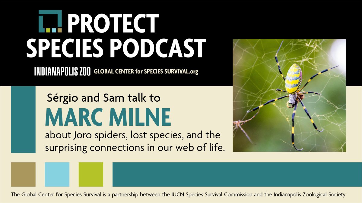 Global Center for Species Survival (@protectspecies) on Twitter photo New episode! This week, we talk with Dr. Marc Milne (<a href="/ForTheSpiders/">Marc A. Milne</a>) about spiders. The web of life is complex, and spiders are a key part! Whether predator or prey, all ecosystems need spiders. Listen to <a href="/ProtectSpecies/">Global Center for Species Survival</a> wherever you get your podcasts. 1/ New episode! This week, we talk with Dr. Marc Milne (<a href="/ForTheSpiders/">Marc A. Milne</a>) about spiders. The web of life is complex, and spiders are a key part! Whether predator or prey, all ecosystems need spiders. Listen to <a href="/ProtectSpecies/">Global Center for Species Survival</a> wherever you get your podcasts. 1/