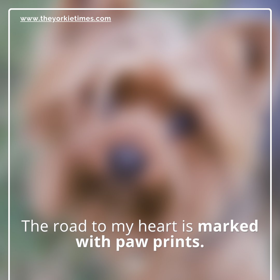 Dogs have a way of finding people who need them and filling an emptiness they didn’t know they had.