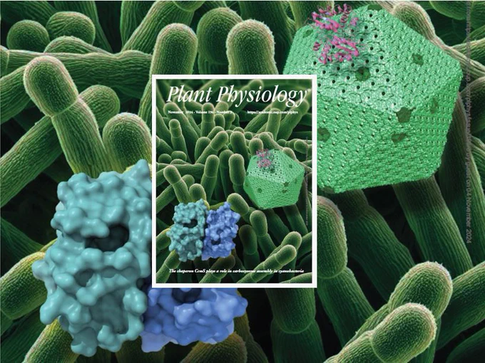 Title: The chaperon CcmS plays a role in carboxysome assembly in cyanobacteria. Cover description: The carboxysome is a specialized organelle-like protein assembly found in cyanobacteria and chemoautotrophs, playing a crucial role in carbon fixation. Understanding how various carboxysome proteins self-assemble into a functional carboxysome structure is vi-tal for both biological research and synthetic engineering applications. Photo from the authors of Cheng et al. shows the dimeric structure of the chaperon protein CcmS and how CcmS facil-itates the assembly of β-carboxysomes in the cyanobacterium Nostoc sp. PCC 7120 by interacting with the shell protein CcmK1 at the shell outer surface. Image credit: Luning Liu.