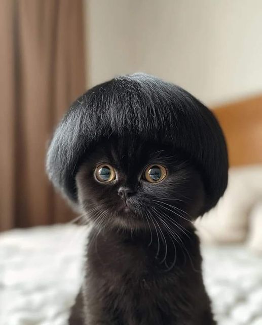 J'ai trouvé le chat de Mireille Mathieu.