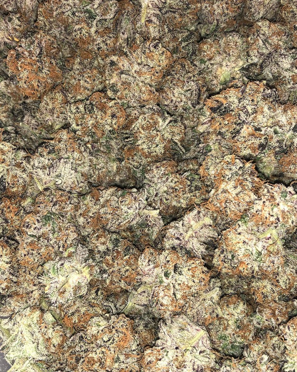 BuyTopWeed's tweet photo. Meat Breath bred by @BuyTopWeed #WelcomeToQuality #Prop203 #StateLicensed #A5 https://t.co/Fs7ZlNQvqr