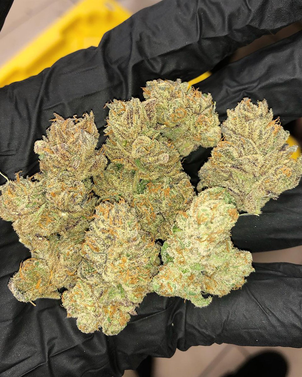 BuyTopWeed's tweet photo. ACDC X Kobe (La Confidential X Purple Punch f2) = LA Antidote submitting the sample to the lab this week and we are very anxious to see the CBD content. This special lady has tested 20:1 cbd/thc #WelcomeToQuality #Prop203 #StateLicensed https://t.co/6Bv7W0XRXG