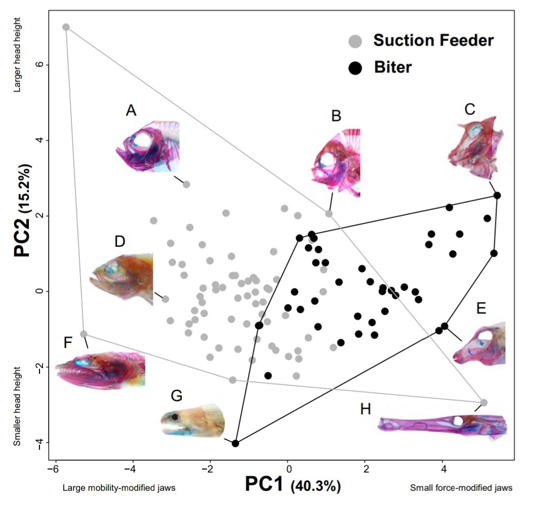 Brand new open access paper alert! We are thrilled to introduce our findings on how "Complexity and weak integration promote the diversity of reef fish oral jaws" out now in Communications Biology led by Dr. Mike Burns
nature.com/articles/s4200…