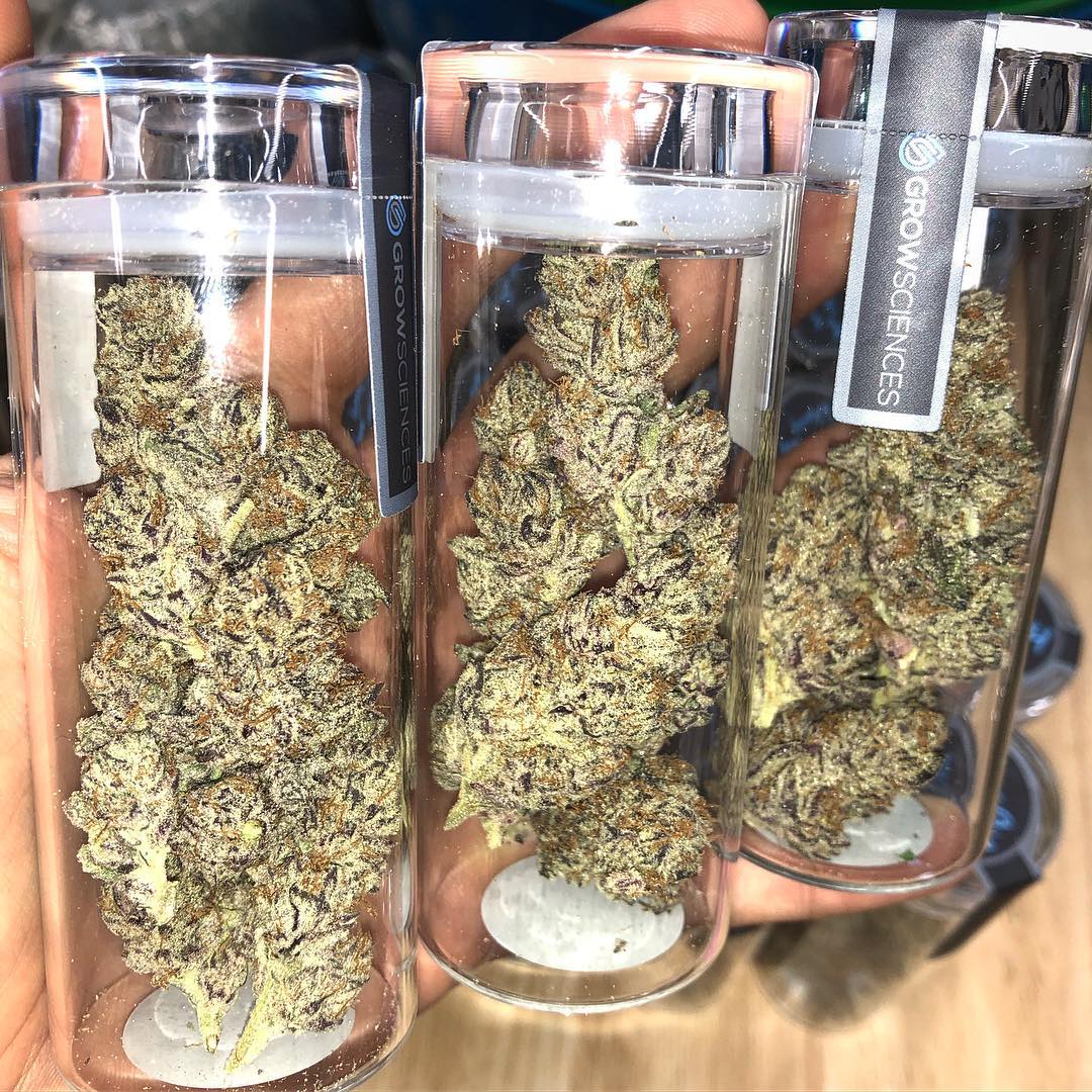 BuyTopWeed's tweet photo. Have you tried our Sundae Driver 4 yet? #GrapeSodaPheno #WelcomeToQuality #Prop203 #StateLicensed https://t.co/JQxgp3XsUR