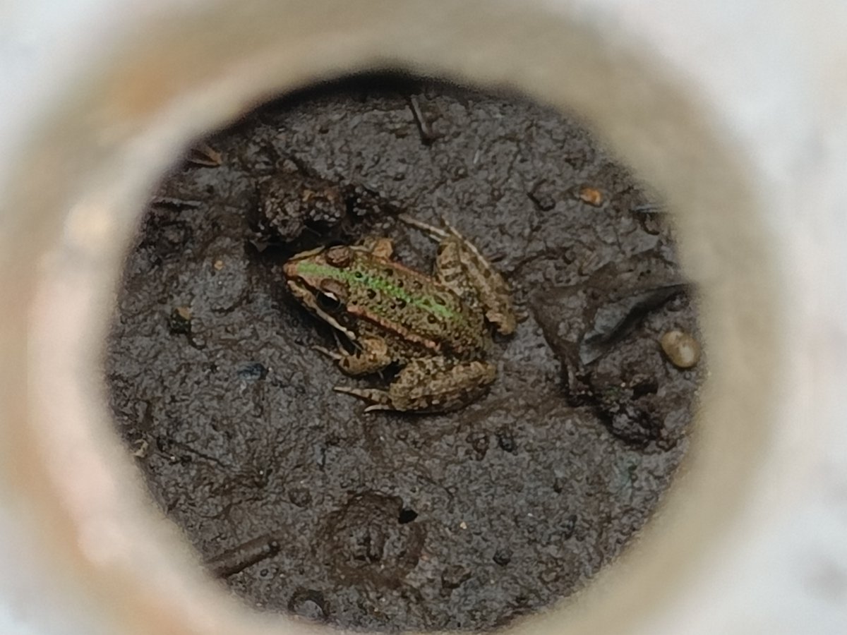 GerslLumir's tweet photo. Am Wochenende wieder mal etwas Grünes durch den Dolendeckel entdeckt. Das zweite Foto zeigt die geöffnete Sickergrube.
Wie viele Amphibien könnt ihr entdecken? #Suchbild
#Naturgarten #Teichfrösche #Molche https://t.co/oDVysFulMO