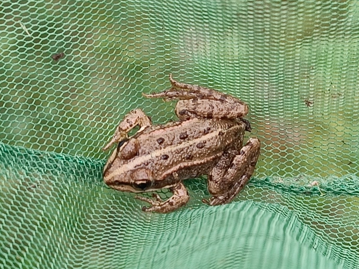 GerslLumir's tweet photo. Neben den geretteten Amphibien findet man leider auch Abfall (Zigarettenfilter). Zur Rettung habe ich jetzt einen Kescher (drittes Foto).
Nun die Auflösung: Insgesamt waren es 1 grösserer und 3 kleine Teichfrösche, und 2 Molche, also 6 Tiere.
#Naturgarten #Teichfrösche #Molche https://t.co/URImDutSO3
