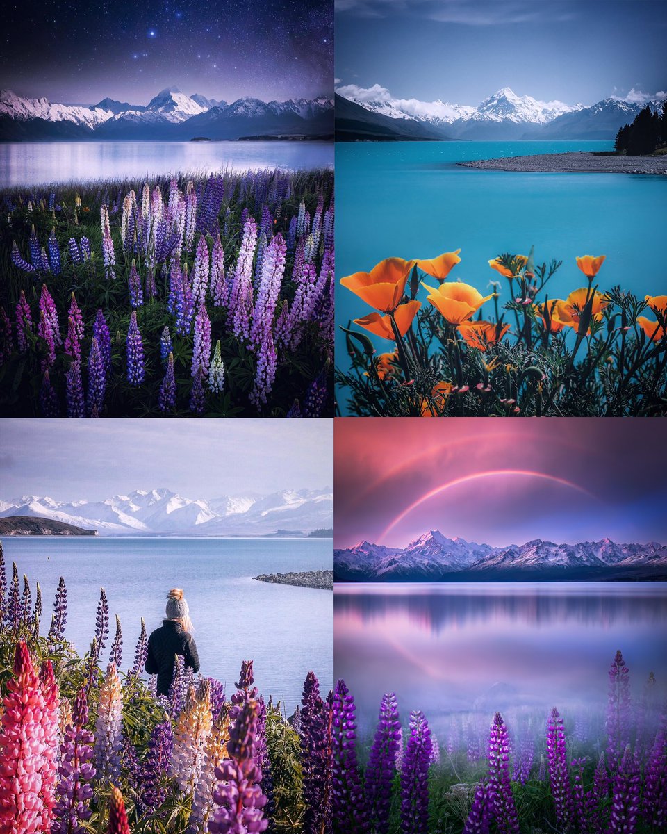 Spring time in New Zealand 🪻💕