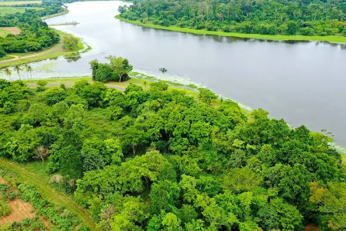 Department of Forestry tweet media