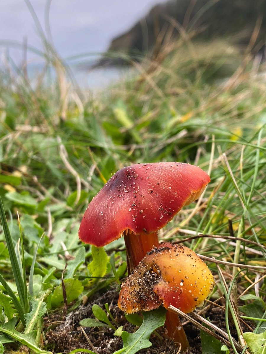 After scouring every sand dune for what-feels-like-forever I’ve finally found the Dune Waxcap (Hygrocybe conicoides) in a south Cornwall dune. 

What a beautiful creature, well worth the wait!