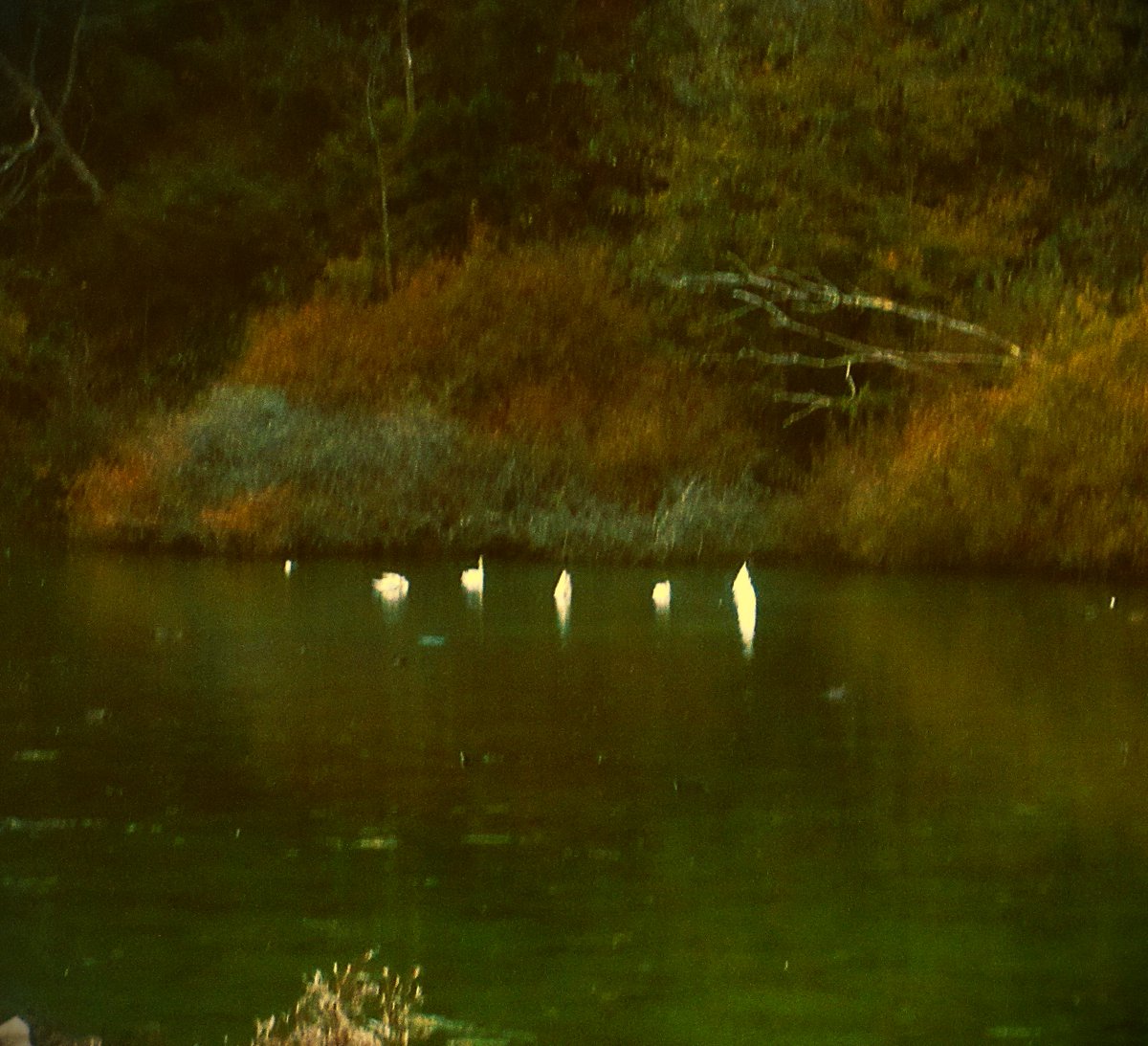 Michael Ward tweet media