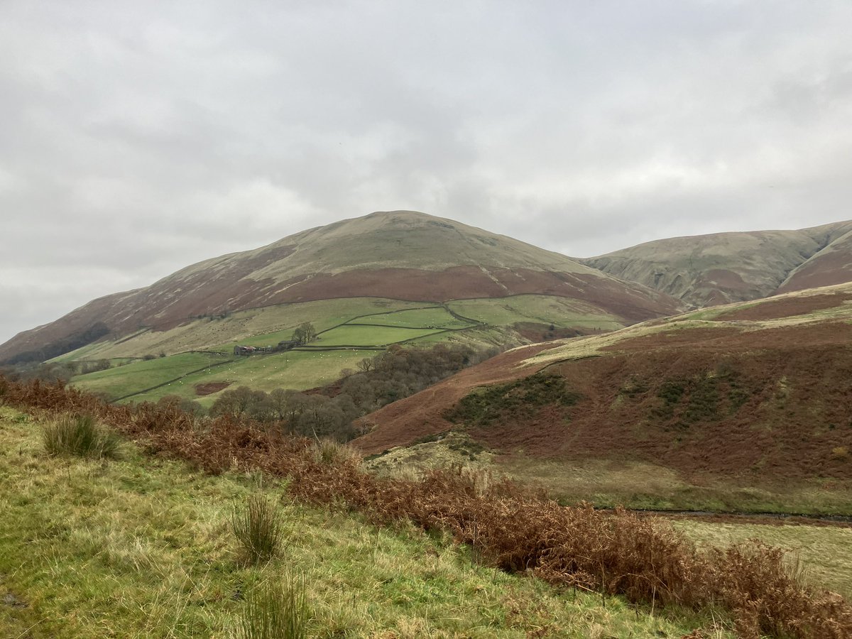 ruslandvalley's tweet image. Cows in Autumn. 
Hopefully they will have no additional feed again this winter. Sustainably produced beef whilst restoring wood pasture.