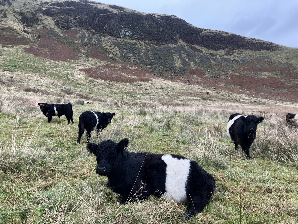 ruslandvalley's tweet image. Cows in Autumn. 
Hopefully they will have no additional feed again this winter. Sustainably produced beef whilst restoring wood pasture.