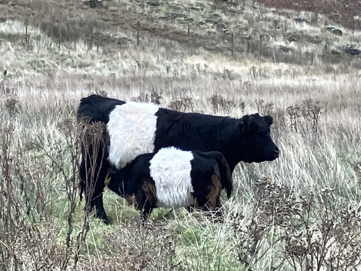 ruslandvalley's tweet image. Cows in Autumn. 
Hopefully they will have no additional feed again this winter. Sustainably produced beef whilst restoring wood pasture.
