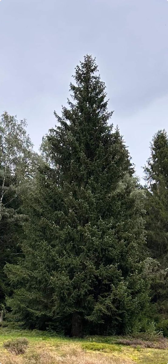 So sieht unser Baum für den  Weihnachtsmark aus 😍: