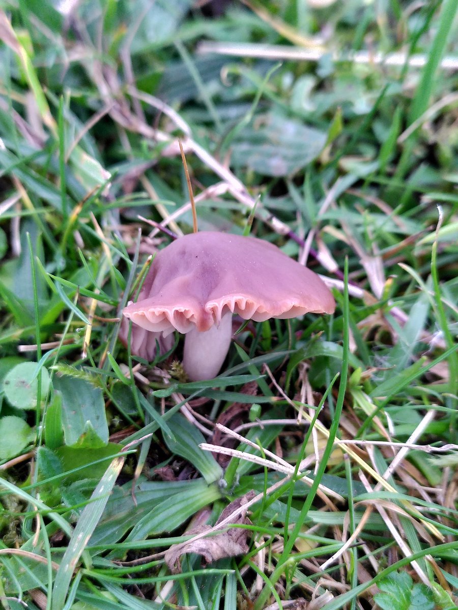 Toasted Waxcaps (Cuphophyllus colemannianus) looking fabulous on some wonderful limestone grassland 😍 A species with a strong preference for base rich sites. And look at those gorgeous interconnecting gills!