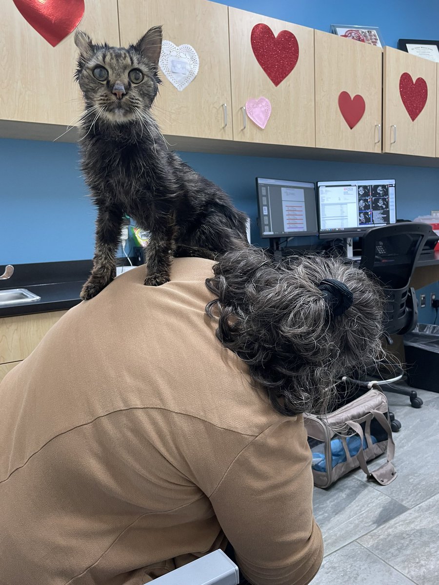 Hey #TeamRufus! We got to meet up with <a href="/scrunklyrufus/">Rufus 🌈 (and Pickles 🥒)</a> &amp; co. at the cardiologist, and there’s guardedly good news! His heart murmur isn’t as bad as previously thought, which means they can go full speed ahead with treating the kidney disease, etc! 🧡